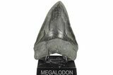 Serrated, 6.10" Fossil Megalodon Tooth - 50 Foot Shark! - #203030-3